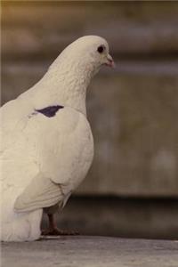 White Dove on Concrete Steps Journal