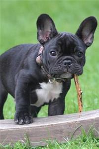 French Bulldog Journal