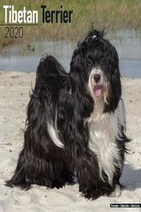 Tibetan Terrier Calendar 2020
