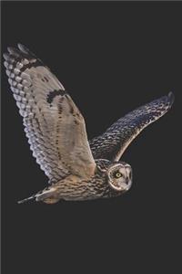 Majestic Beautiful Owl Raptor