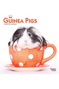 Guinea Pigs 2020 Mini Wall Calendar