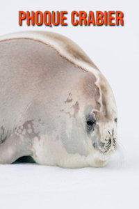 Phoque Crabier