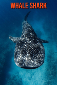 Whale Shark: Beautiful Pictures & Interesting Facts Children Book About Whale Shark