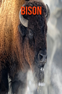 Bison