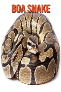 Boa Snake