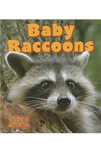 Baby Raccoons