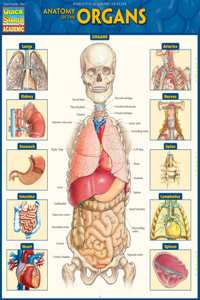 Anatomy of the Organs