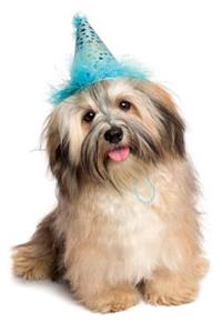 Havanese June Notebook & Journal. Productivity Work Planner & Idea Notepad: Brainstorm Thoughts, Self Discovery, to Do List