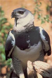 Harpy Eagle Journal
