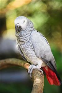 African Grey Parrot Journal