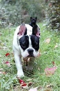 French Bulldog in the Grass Journal