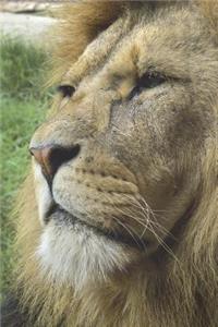 Magnificent Lion Portrait Journal