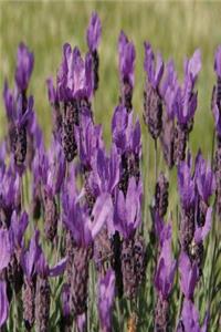 Floral Journal Lavender Meadow Flowers