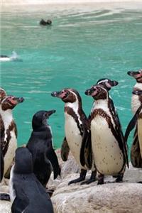 A Colony of Penguins Animal Journal