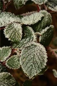 Hoarfrost Covered Leaves Journal