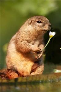 Cute Squirrel with a White Flower Animal Journal