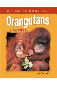 Orangutans in Danger