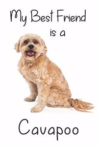 My best Friend is a Cavapoo