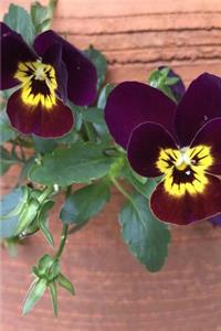 Velvety Beautiful Dark Purple and Yellow Pansy Flowers Garden Journal