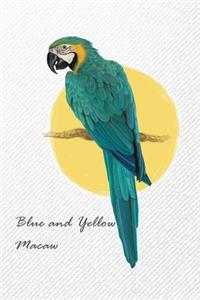 Blue and Yellow Macaw