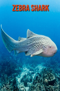 Zebra Shark