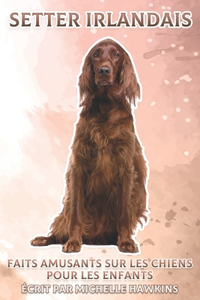 Setter Irlandais