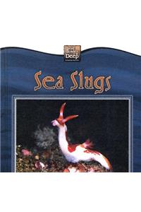 Sea Slugs
