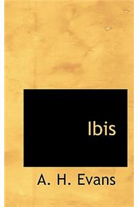 Ibis