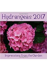 Hydrangeas 2017 - Impressions from the Garden 2017