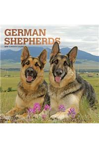 German Shepherds 2019 Square Foil