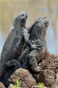 Marine Iguana on Galapagos Island Journal