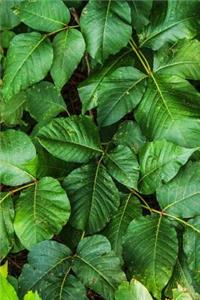 The Poison Ivy Journal - Don't Worry, It's Just a Picture