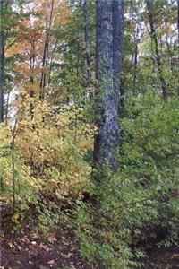 Journal Fall Foliage Colors Autumn Forest