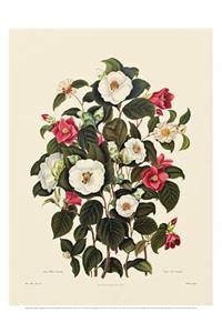 Single White Camellia, Single Red Camellia Sasanqua (Poster)