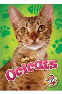 Ocicats