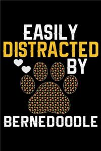 Easily Distracted by Bernedoodle