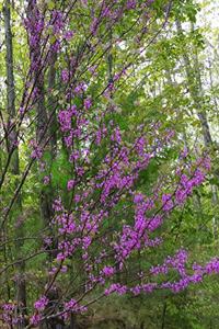 2020 Weekly Planner Early Spring Lilac Branches 134 Pages