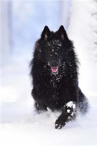 Belgian Shepherd Dog Groenendael Standing in the Snow Journal