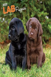 Labrador Retriever Puppies 2022 Square