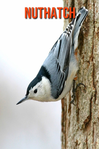 Nuthatch