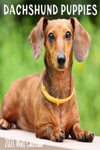 Dachshund Puppies 2021 Wall Calendar