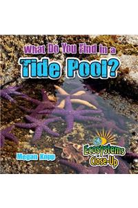 What Do You Find in a Tide Pool?