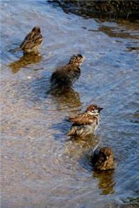 Four Sparrows Bathing Bird Journal