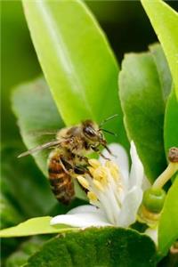 A Bee Gathering Pollen Journal