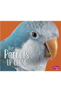 Pet Parrots Up Close