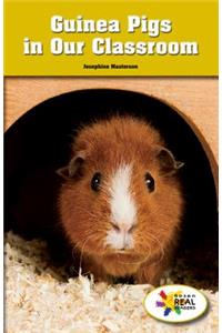 Guinea Pigs in Our Classroom