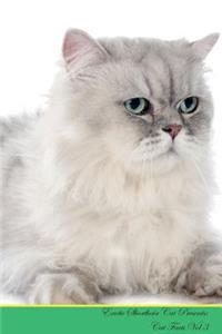 Exotic Shorthair Cat Presents