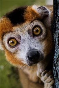 Crowned Lemur Checking You Out Journal