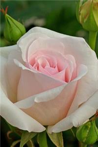 A Beautiful Pastel Pink Rose Beginning to Bloom Flower Journal