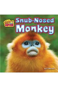 Snub-Nosed Monkey